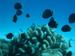 Poissons qui jouet a cache cache dans les coraux