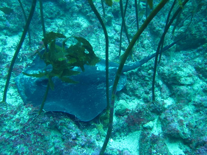 Une raie pastenague dans le kelp