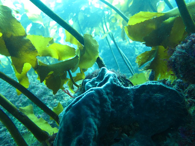 Eponge et kelp