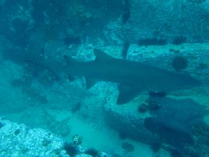 Requin taureau et requin wobbegong en arriere plan