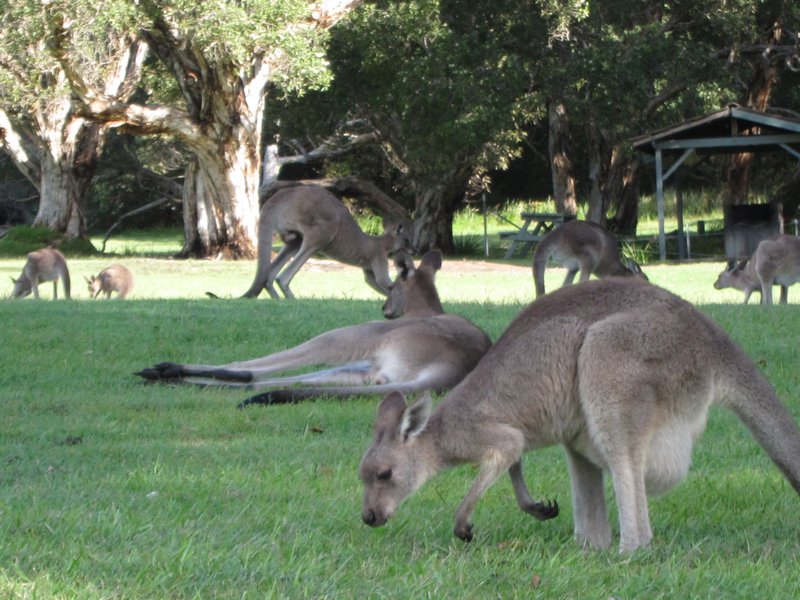 Un groupe de kangourous se reposent tranquillement au bord d une plage
