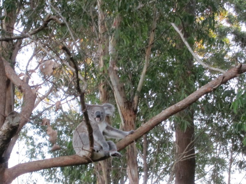 Koala a l hopital des koalas