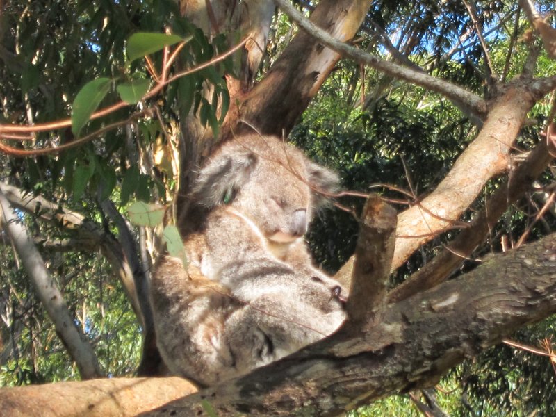 Koala qui fait dodo