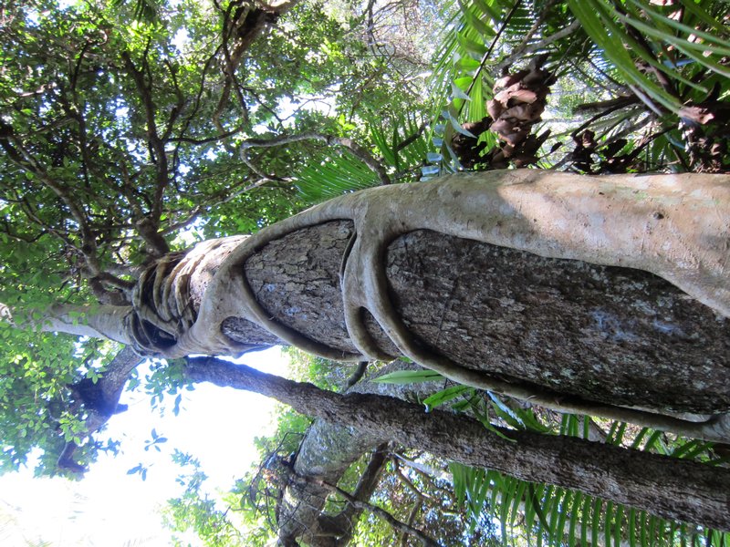 Dans la foret tropicale, un "fig strangler", qui etouffe l'arbre hote sur lequel il pousse