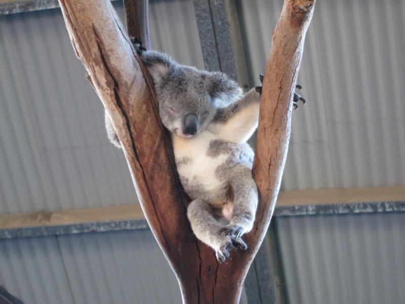 Un koala qui se repose