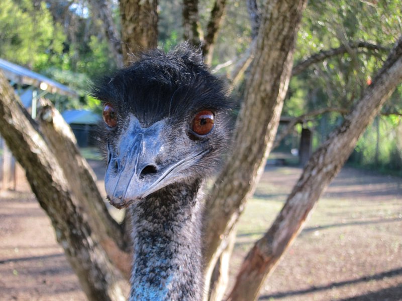 Un emeu, avec ses yeux malicieux