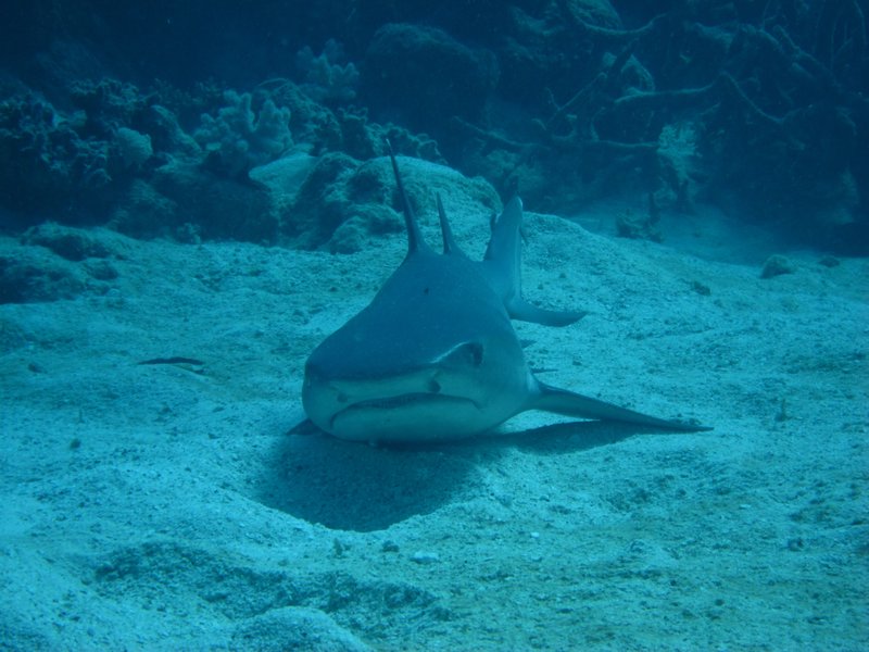 Requin pointe blanche de pres