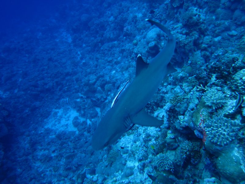 Requin pointe blanche