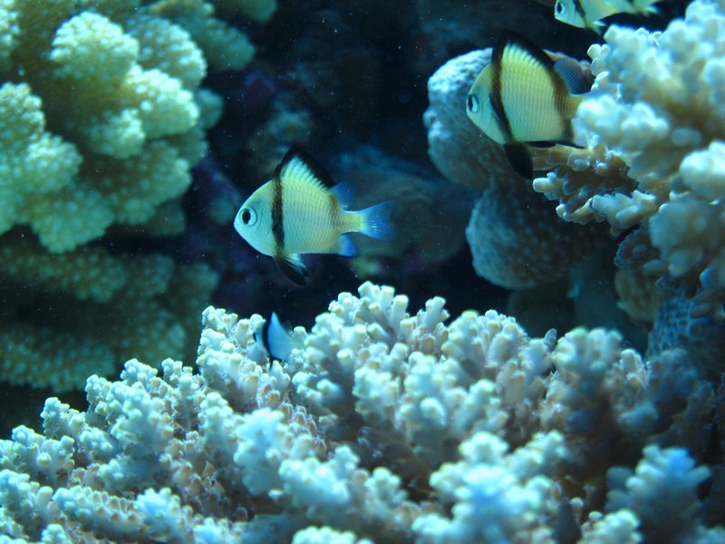Petits poissons qui se cachent dans les coraux