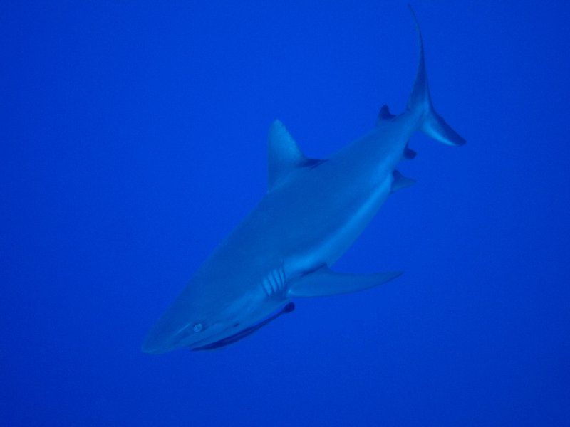 Requin gris et son remorat