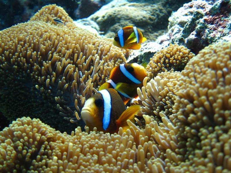 Une famille de poissons clown caches dans une anemone