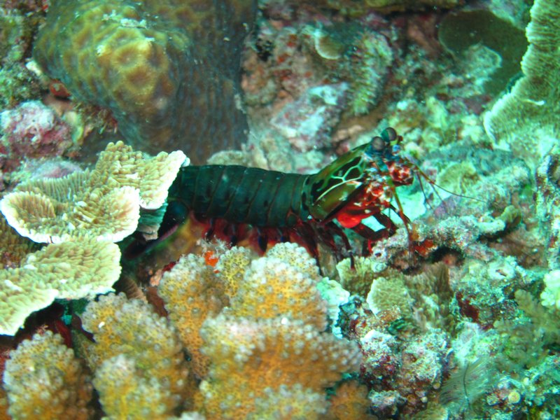 Crevette mantis