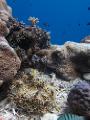 Corail et anemone cachent des poissons clown
