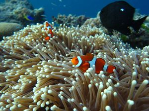 Nemo et ses copains jouent dans une anemone