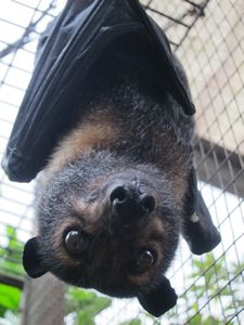 Spectacled flying fox adulte