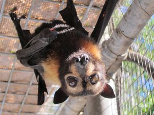 Spectacled flying fox