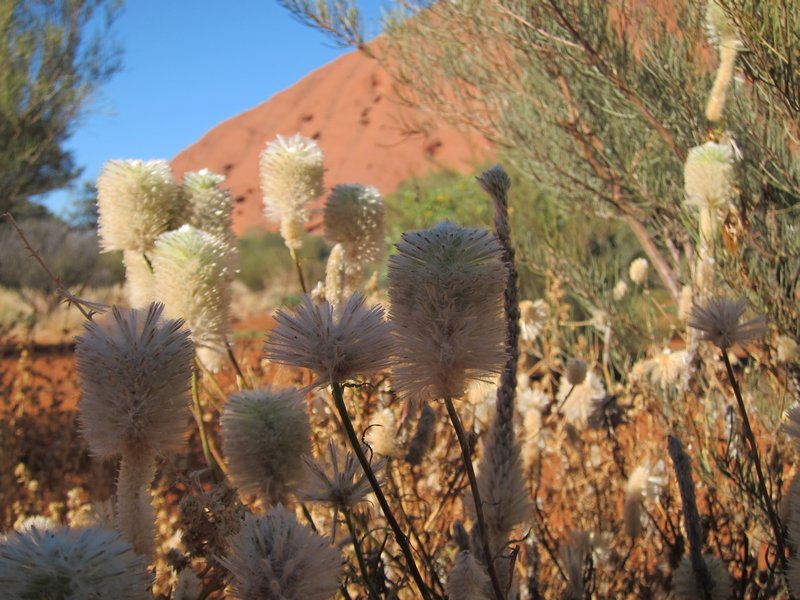 Fleurs autour d Uluru