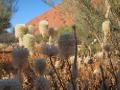 Fleurs autour d Uluru