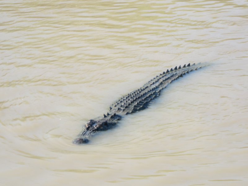 Crocodile qui s approche du bateau