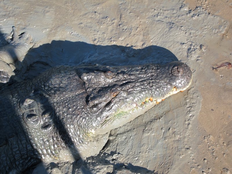 Enorme crocodile