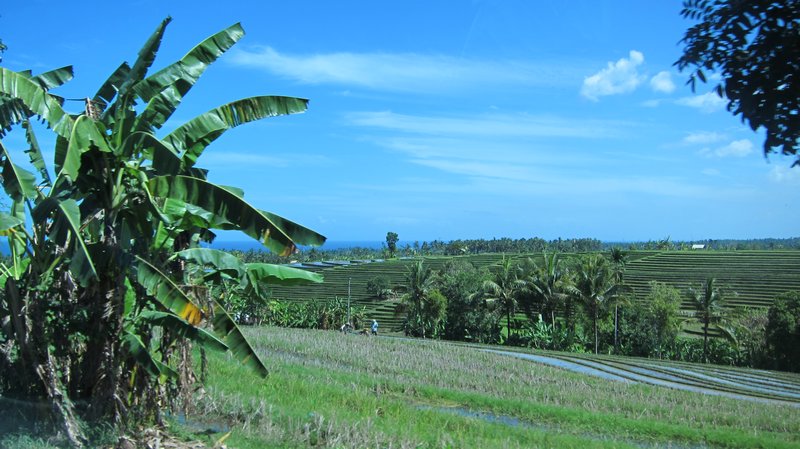 Rizieres a l'ouest de Bali