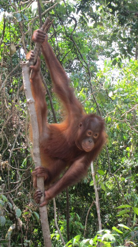 Jeune orang outan