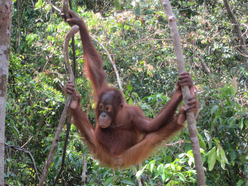 jeune orang outan souple !