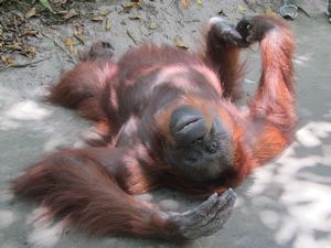 Orang outan qui fait des galipettes sur le sol