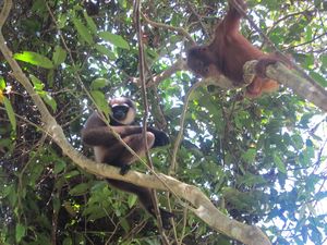 Rencontre entre un gibbon et un orang outan