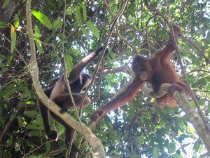 Rencontre entre un gibbon et un orang outan