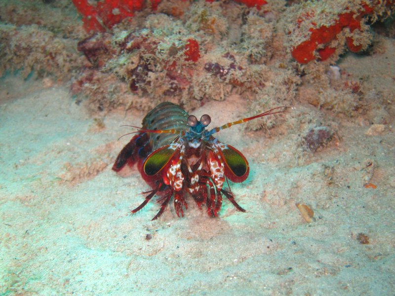 Crevette mantisse