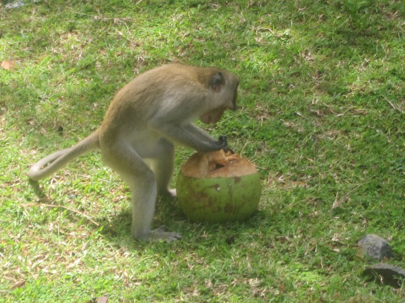 Un singe occupe a vider une noix de coco
