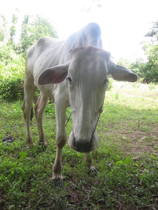 Vache cambodgienne