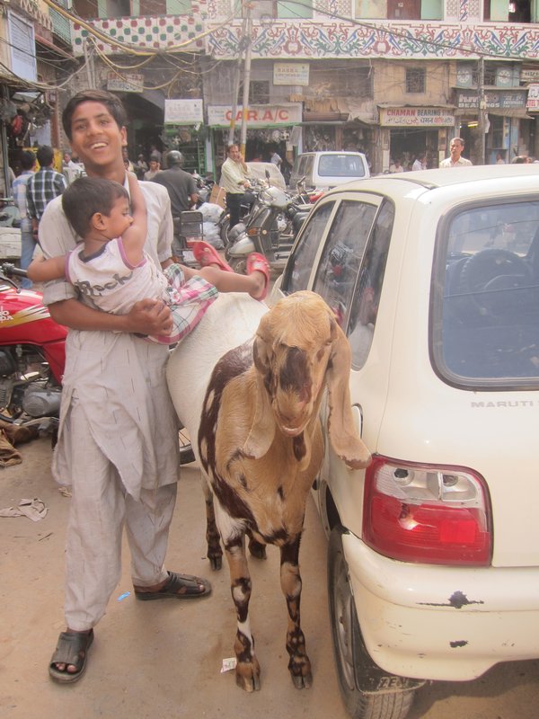 Dans la rue, au milieu des voitures, une chevre... et un indien qui rigole en mettant son fils dessus !!!