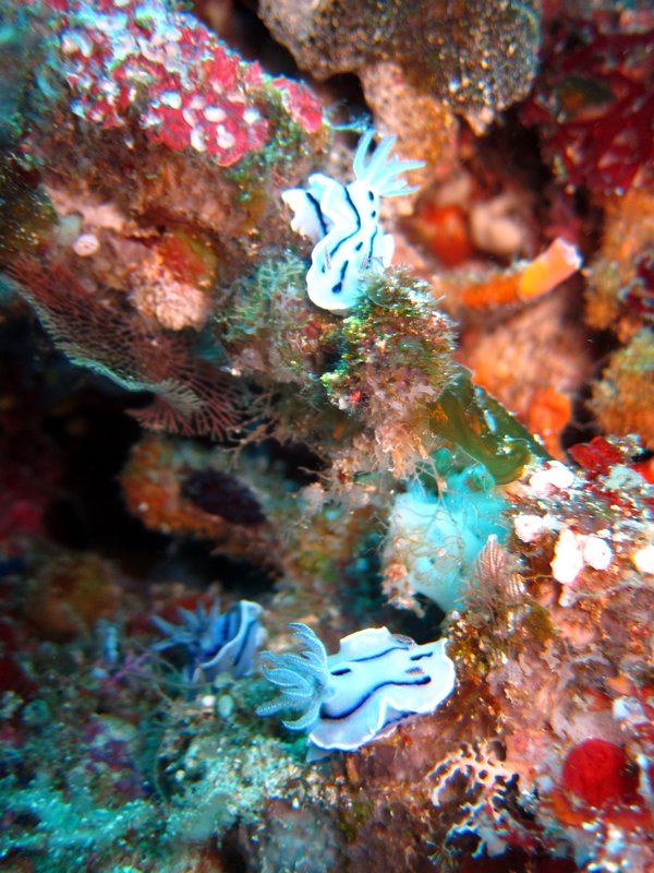 nudibranches