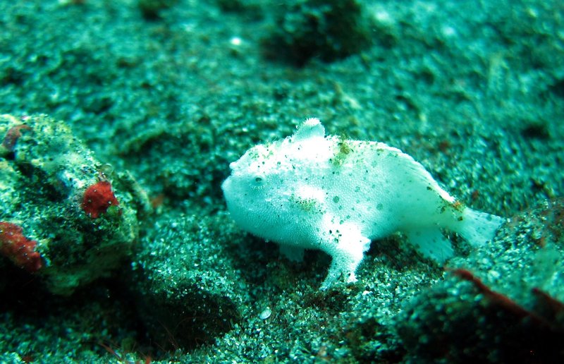 minuscule poisson grenouille