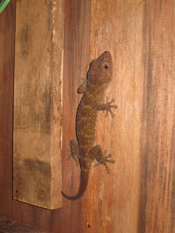 Un animal de la maison: le gecko !