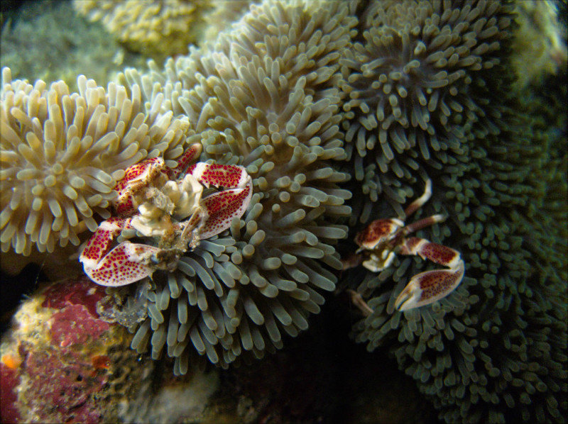 Crabes dans les anemones