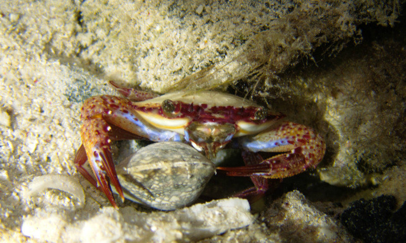 Petit crabe tres protecteur avec sa noix