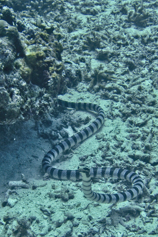Serpent de mer
