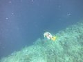 Snorkeling sur le tombant de Paliton