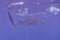 Requin baleine, notre grand moment d'adrenaline