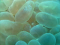 crevette dans les coraux mous