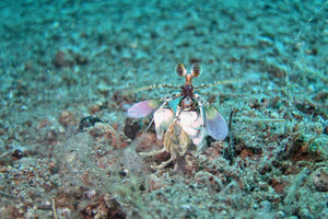 pink eared mantis shrimp