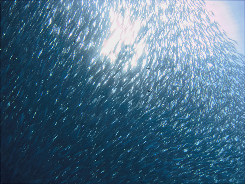 banc de sardines