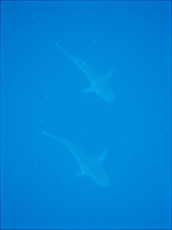 2 requins bouledogues ensemble, juste sous nous !