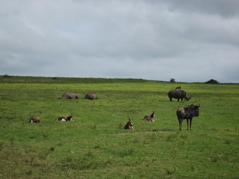 Gnous, rhinos et antilopes