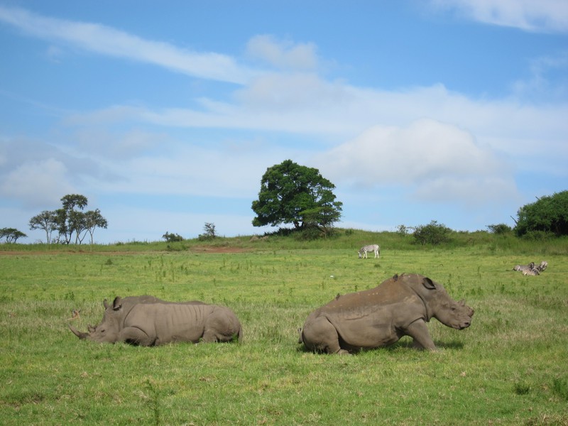 Rhinoceros et zebres