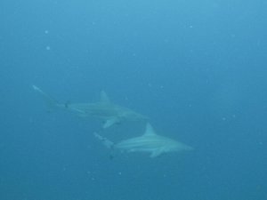 Requins oceanique pointe noire