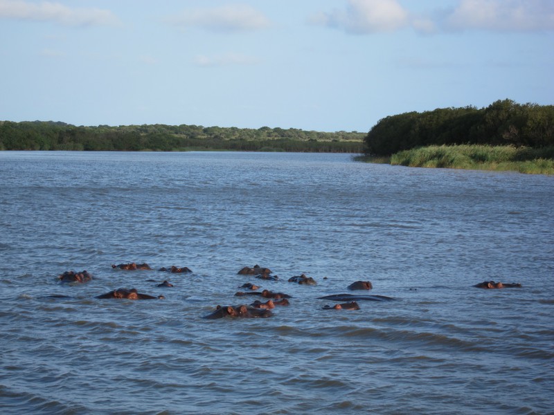Groupe d'hippopotames
